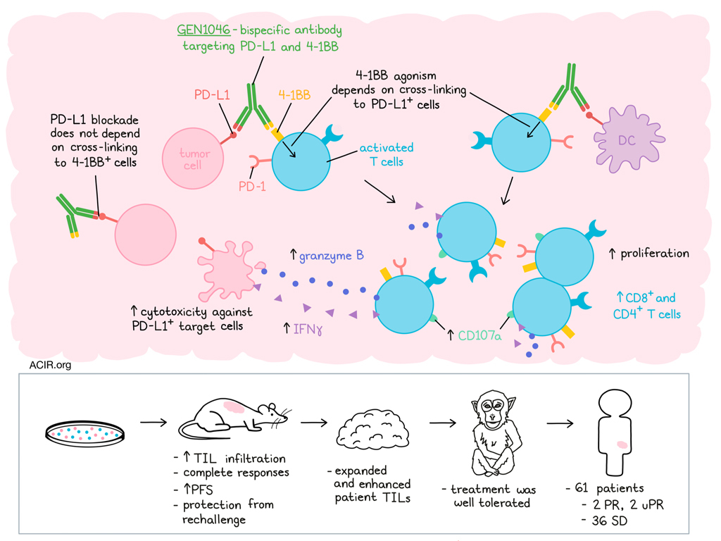 A Bispecific Targeting PD-L1 And 4-1BB Shows Potential From Culture To ...