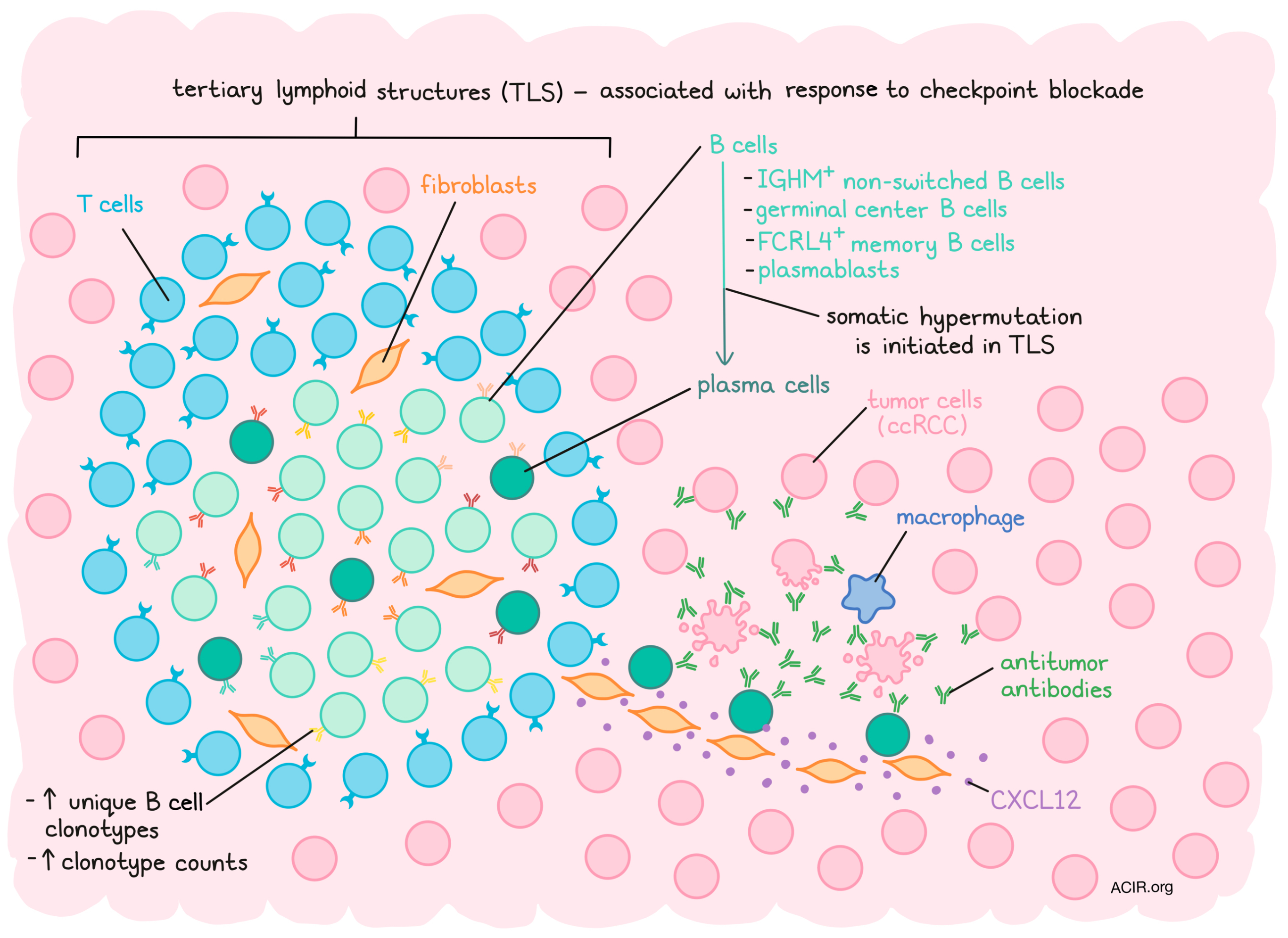 A Population-Based Study of Genes Previously Implicated in Breast