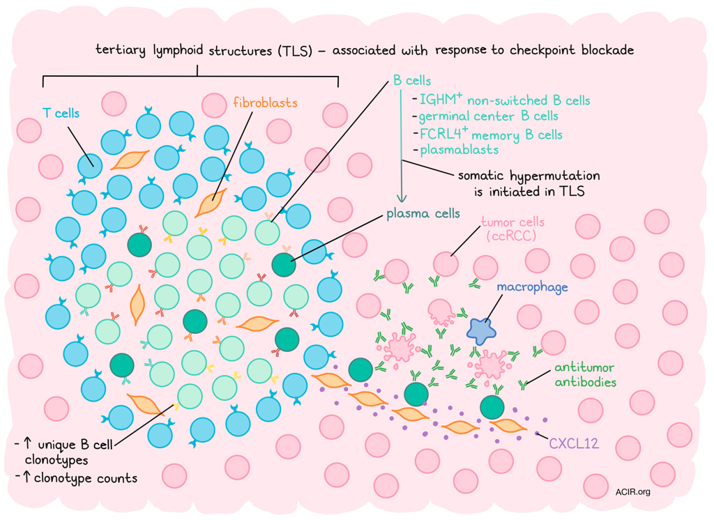 Tumor ‘B’ Aware: Tertiary Lymphoid Structures Produce Anti-tumor B Cell ...