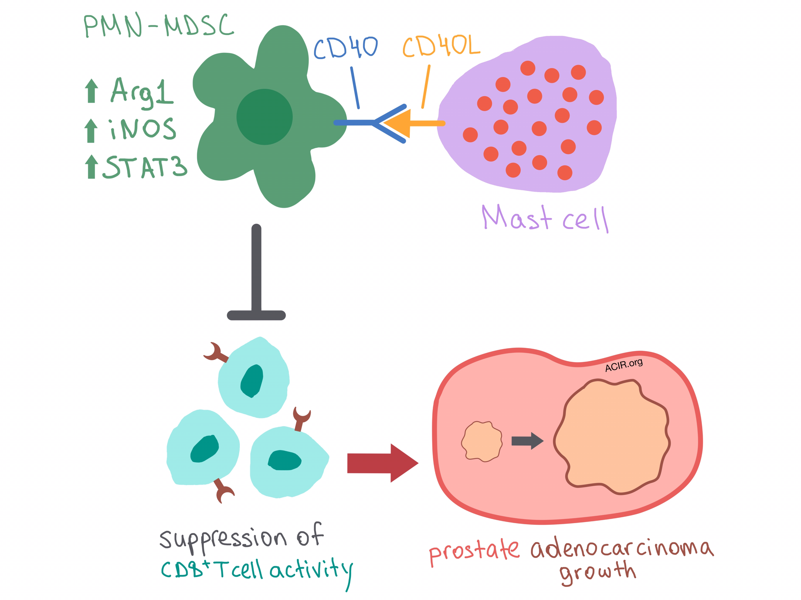 mast cells