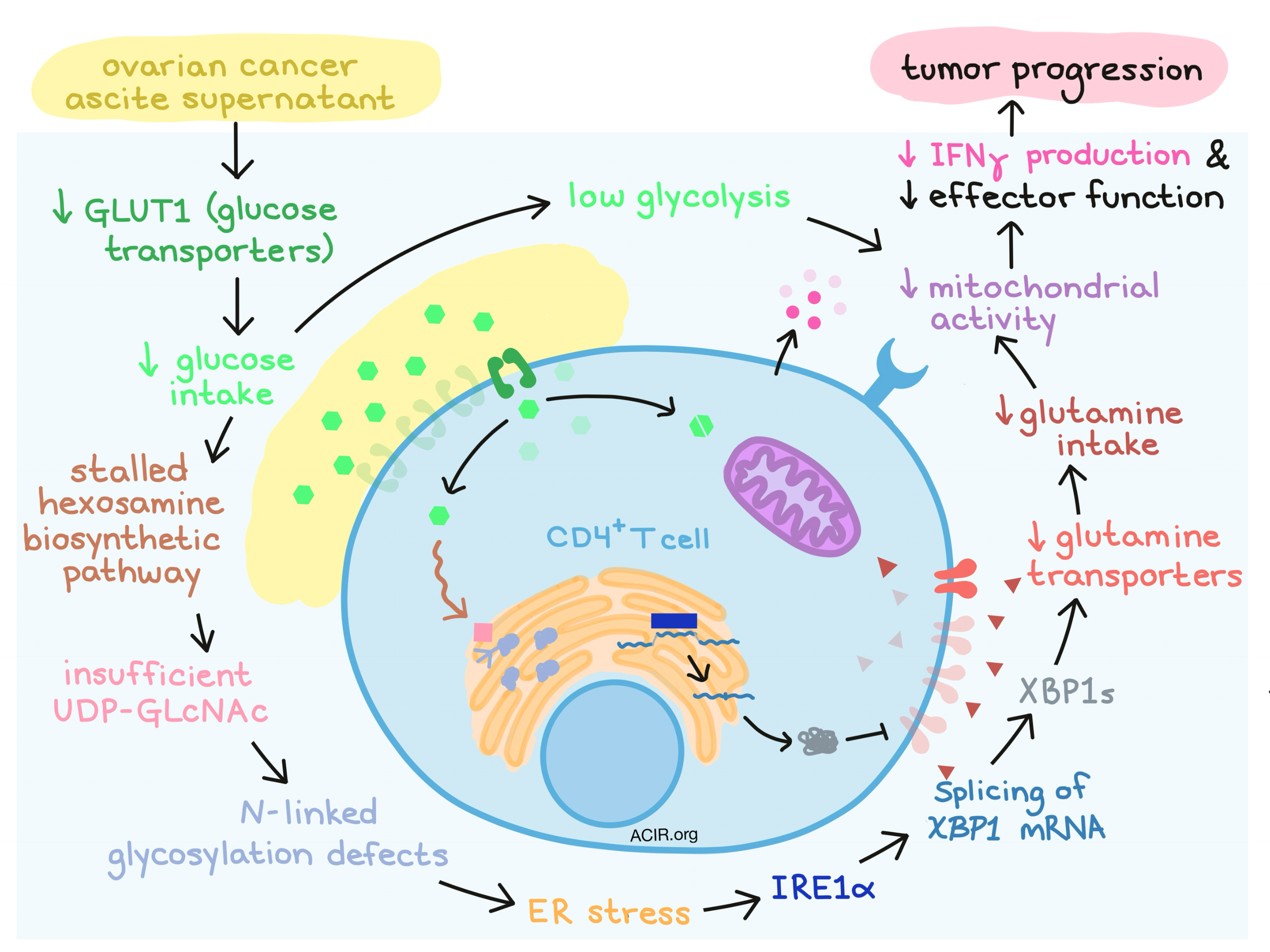 stress-and-metabolism-in-the-cancer-exposed-t-cell