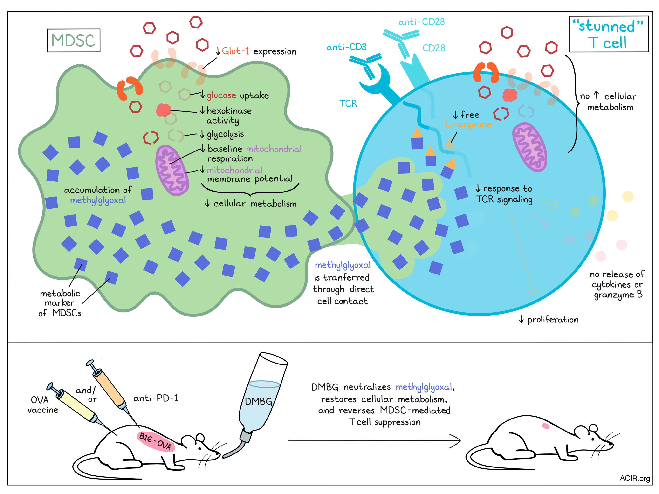 cytotoxic t cells cancer