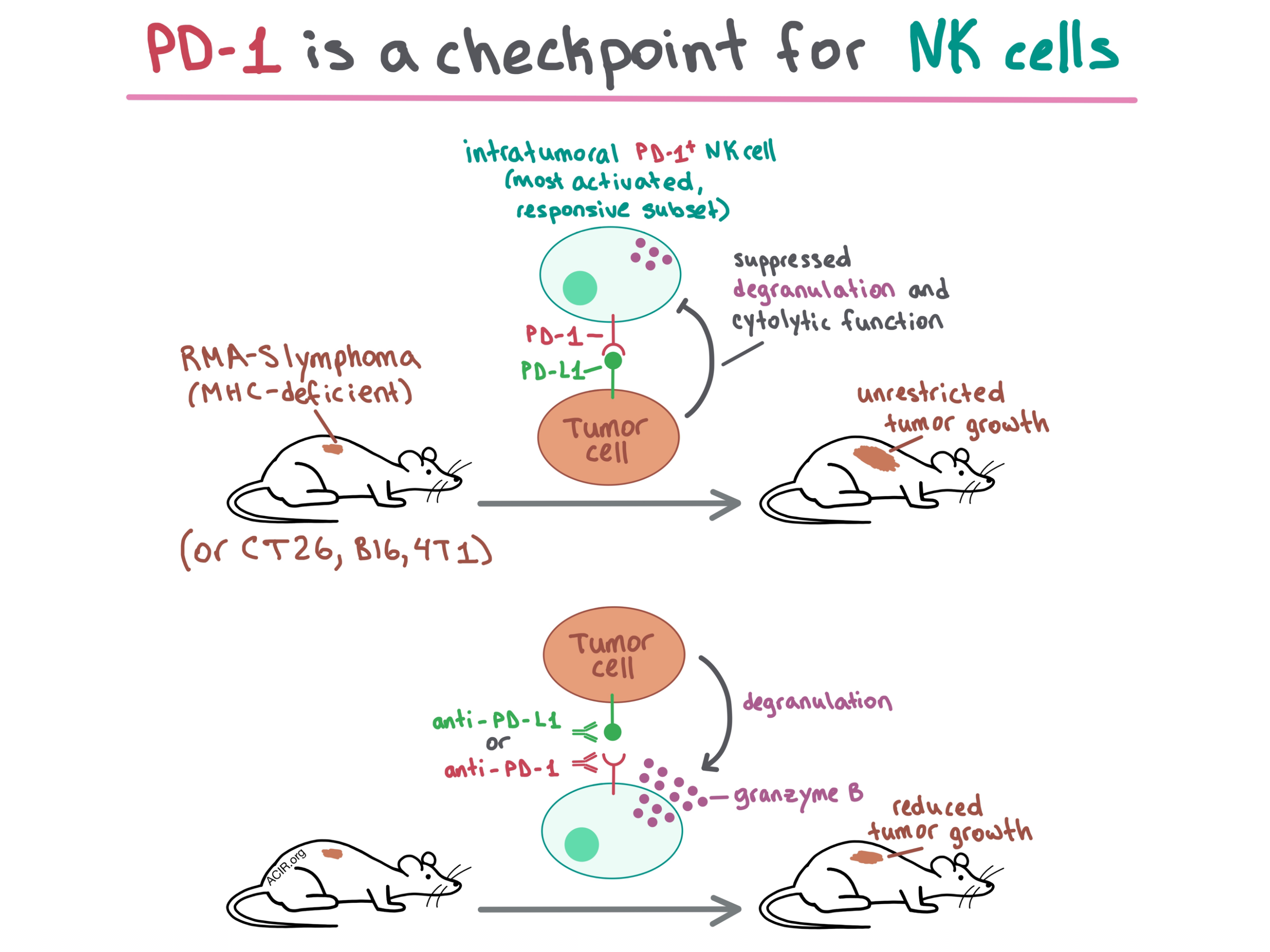 Nk Cells May Be The Secret Ingredient In Pd 1 Pd L1 Blockade