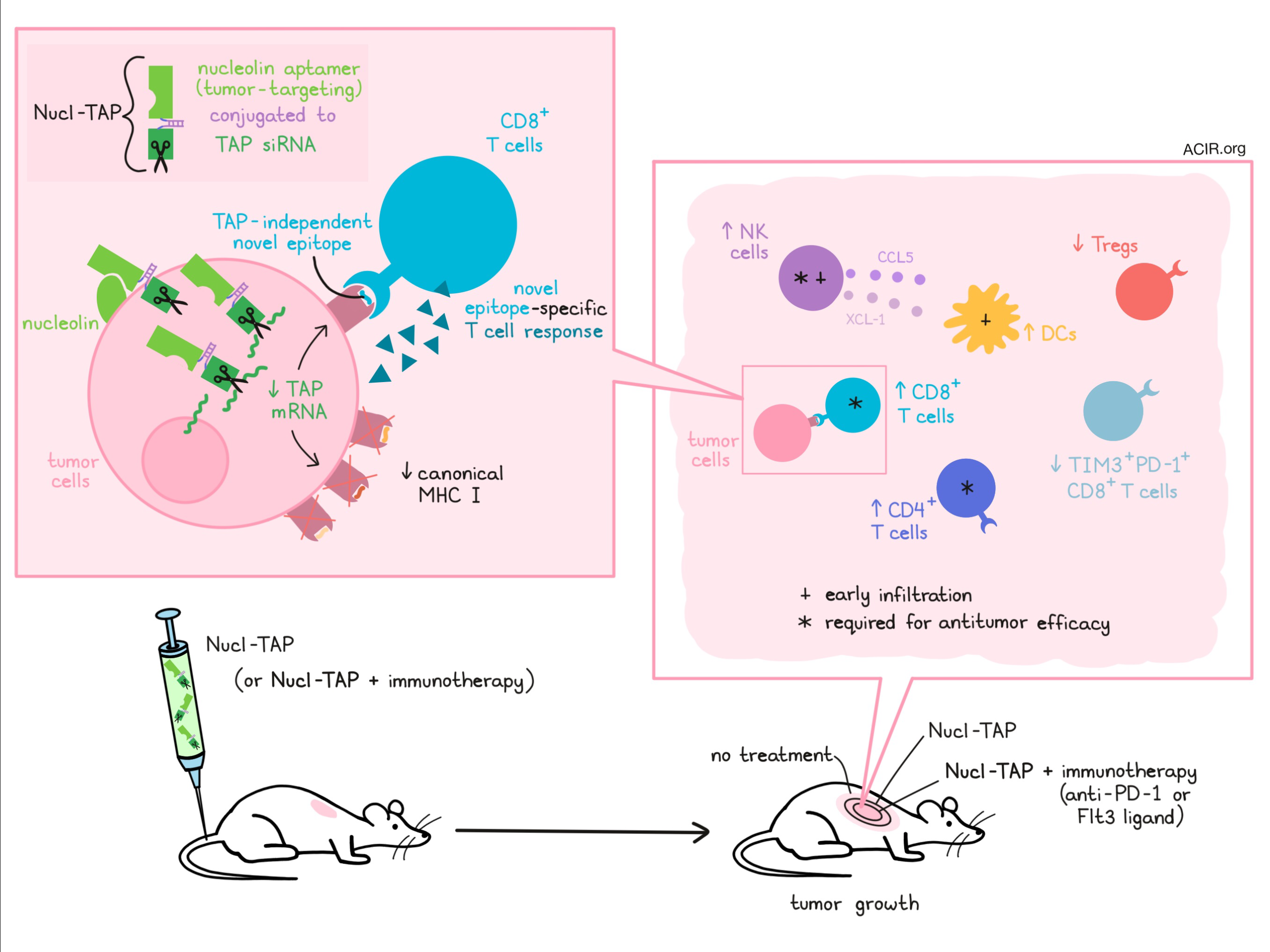 Just a few neoantigens may be enough for T cells to control