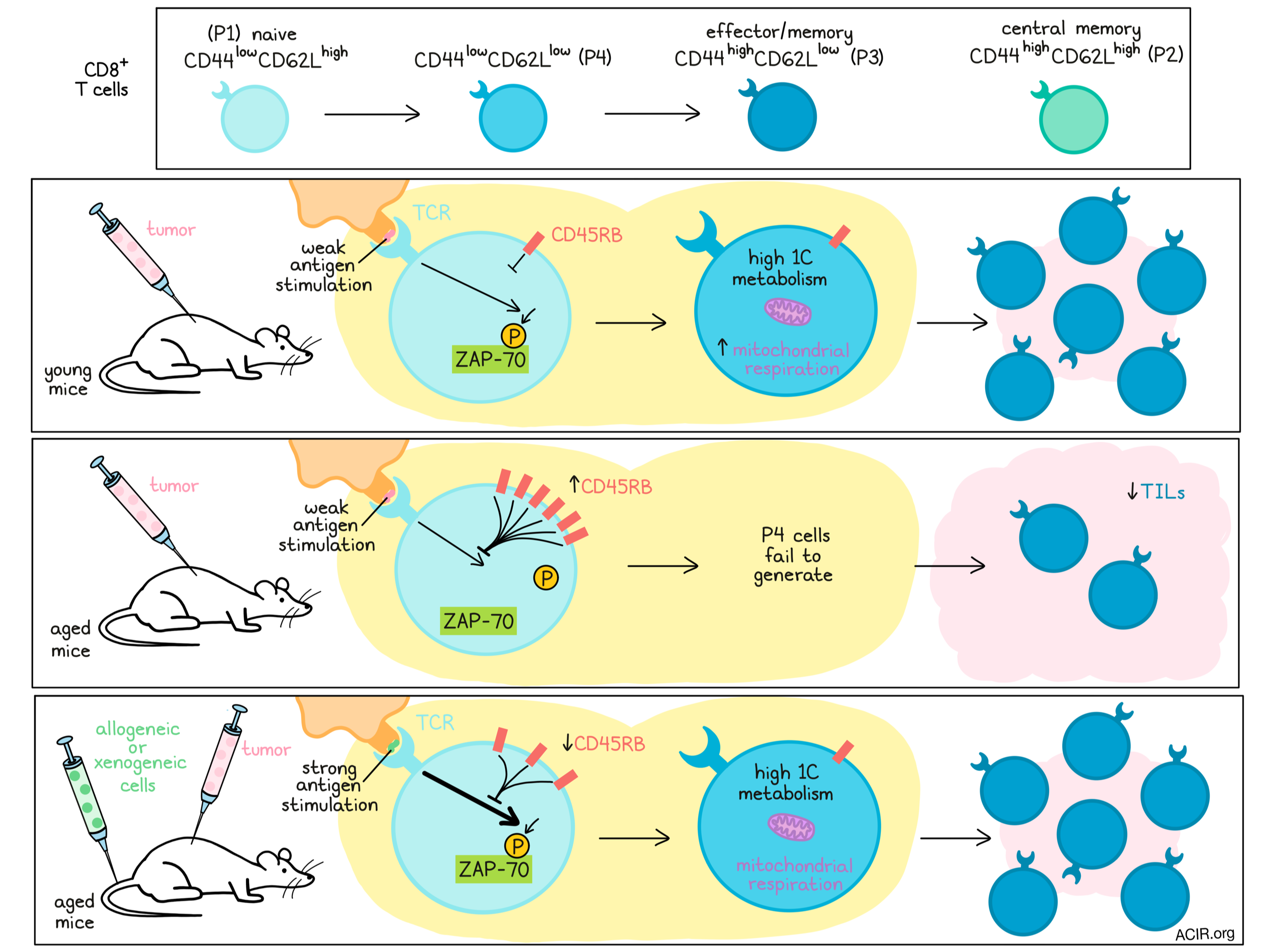 A Fountain of Youth for T cell Function