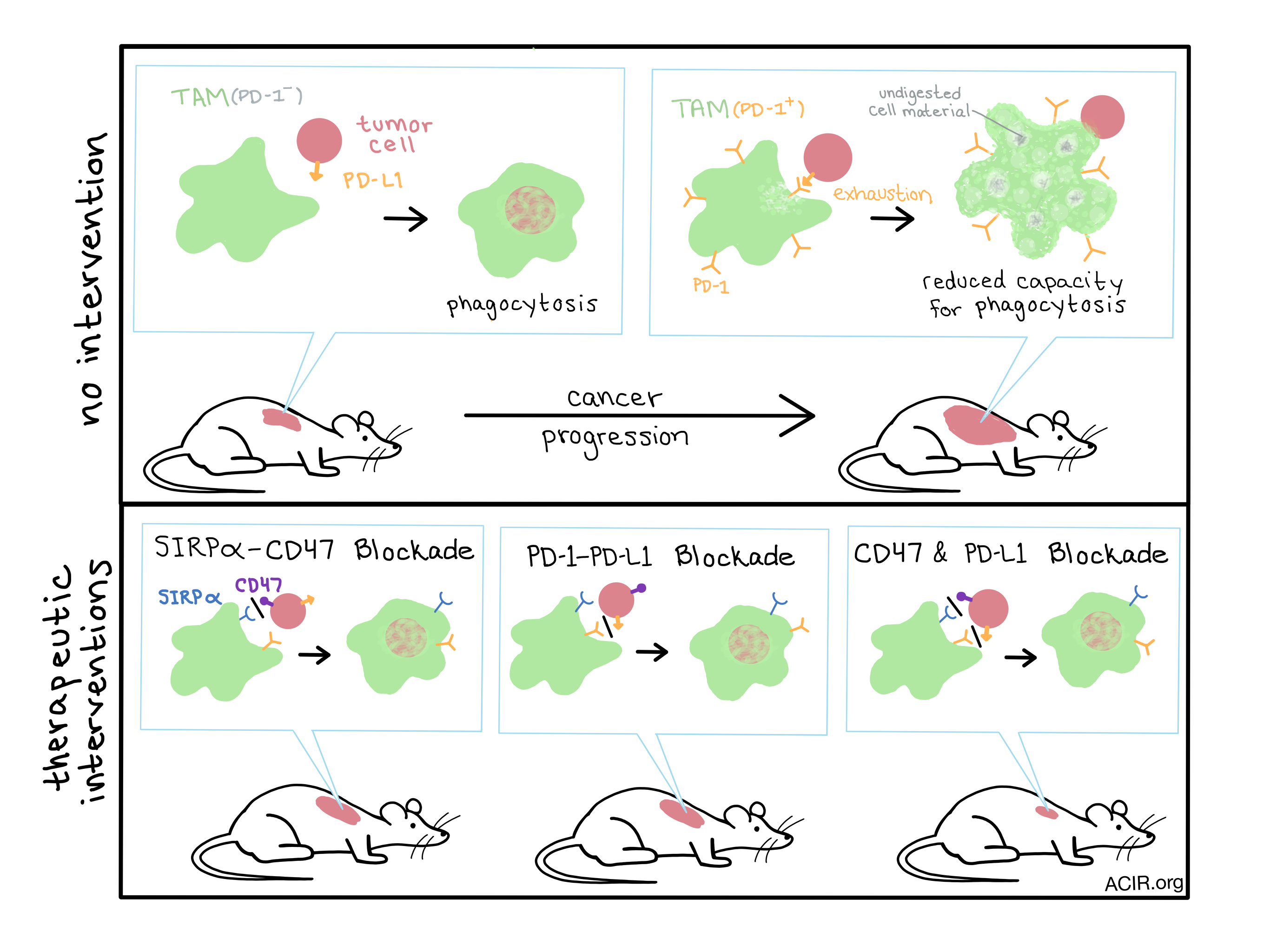 PD-1 expression by tumour-associated macrophages inhibits phagocytosis ...