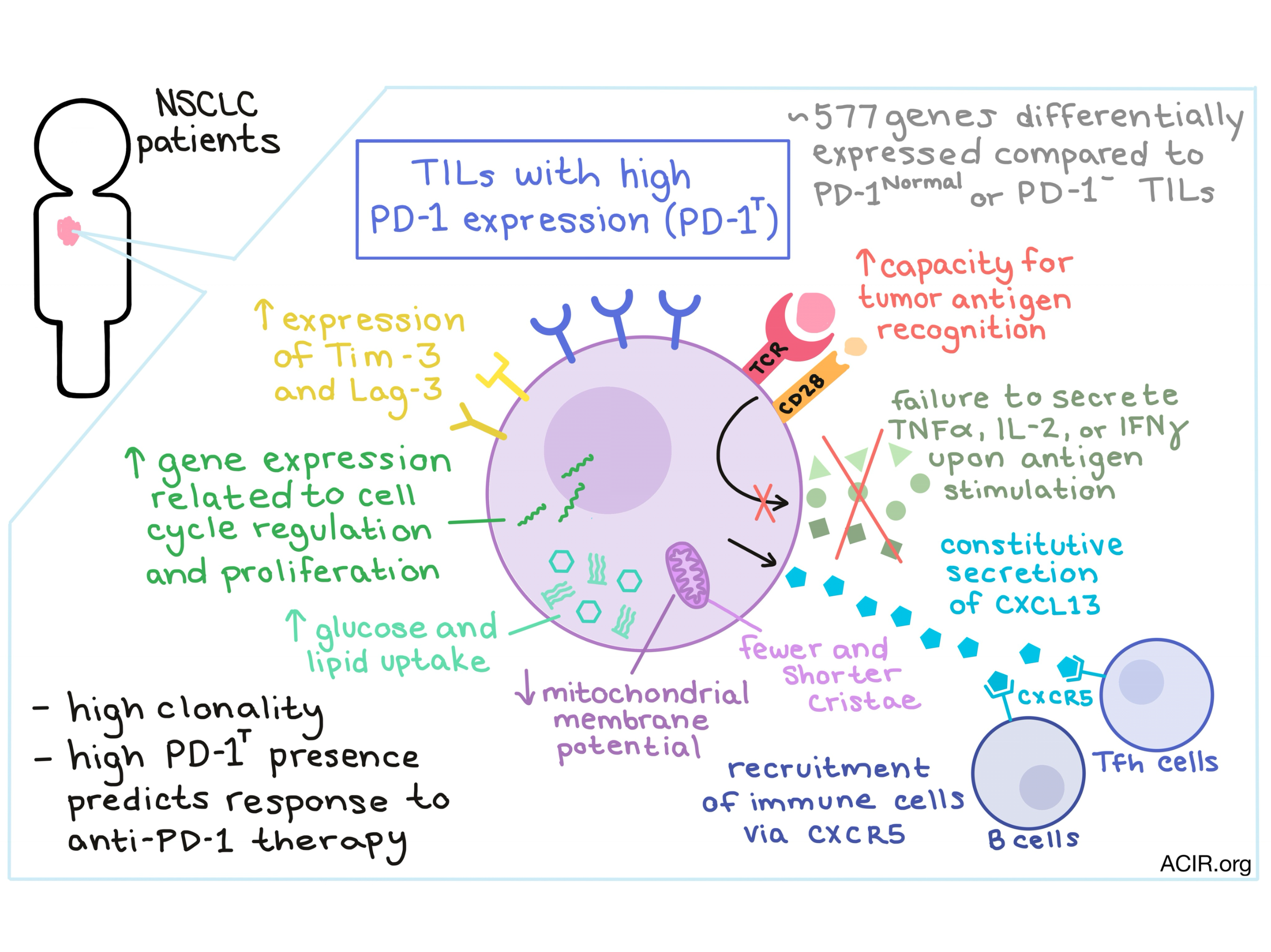 Pd L1 Non Small Cell Lung Cancer - CancerWalls