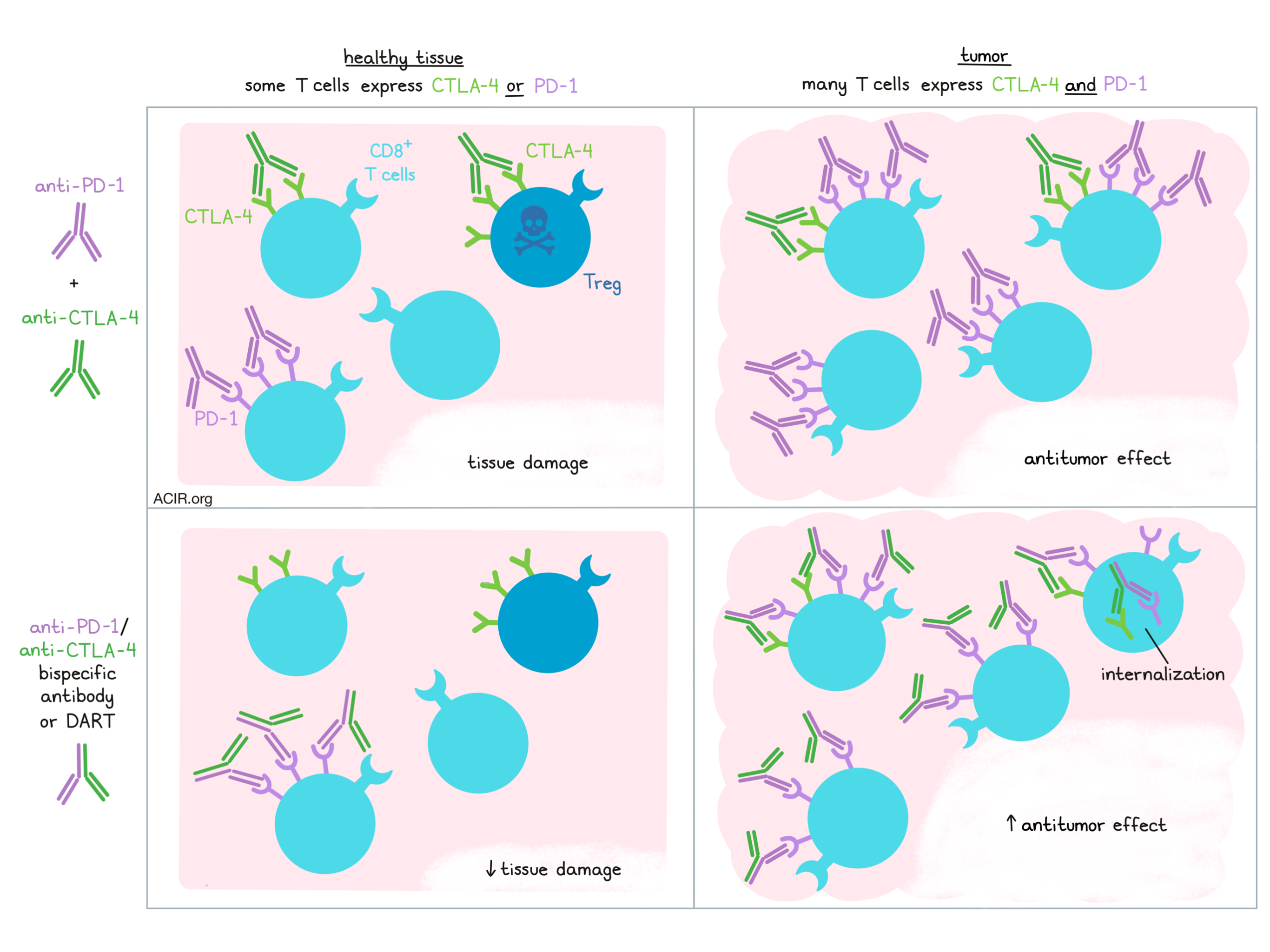 CTLA4 as Immunological Checkpoint in the Development of Multiple