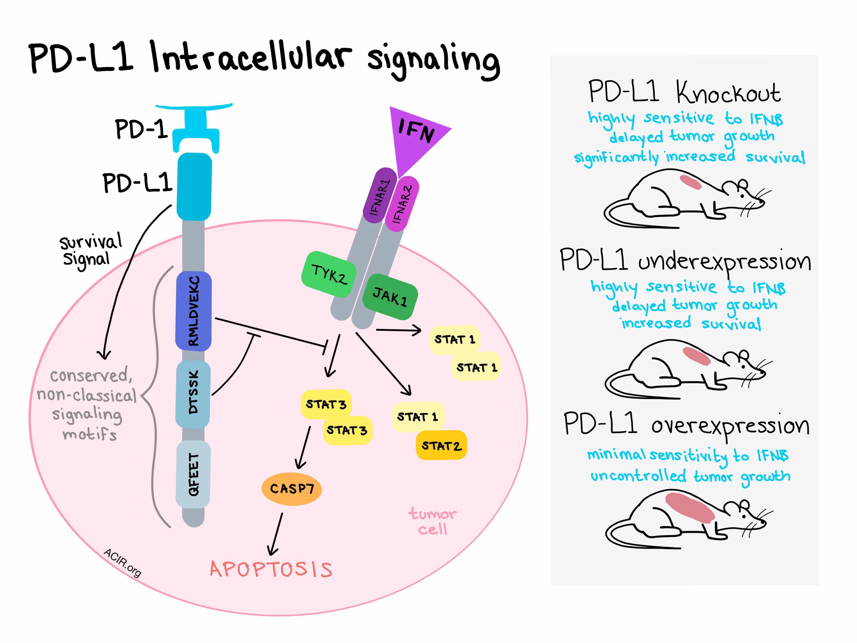 pdl1-signals-through-conserved-sequence-motifs-to-overcome-interferon