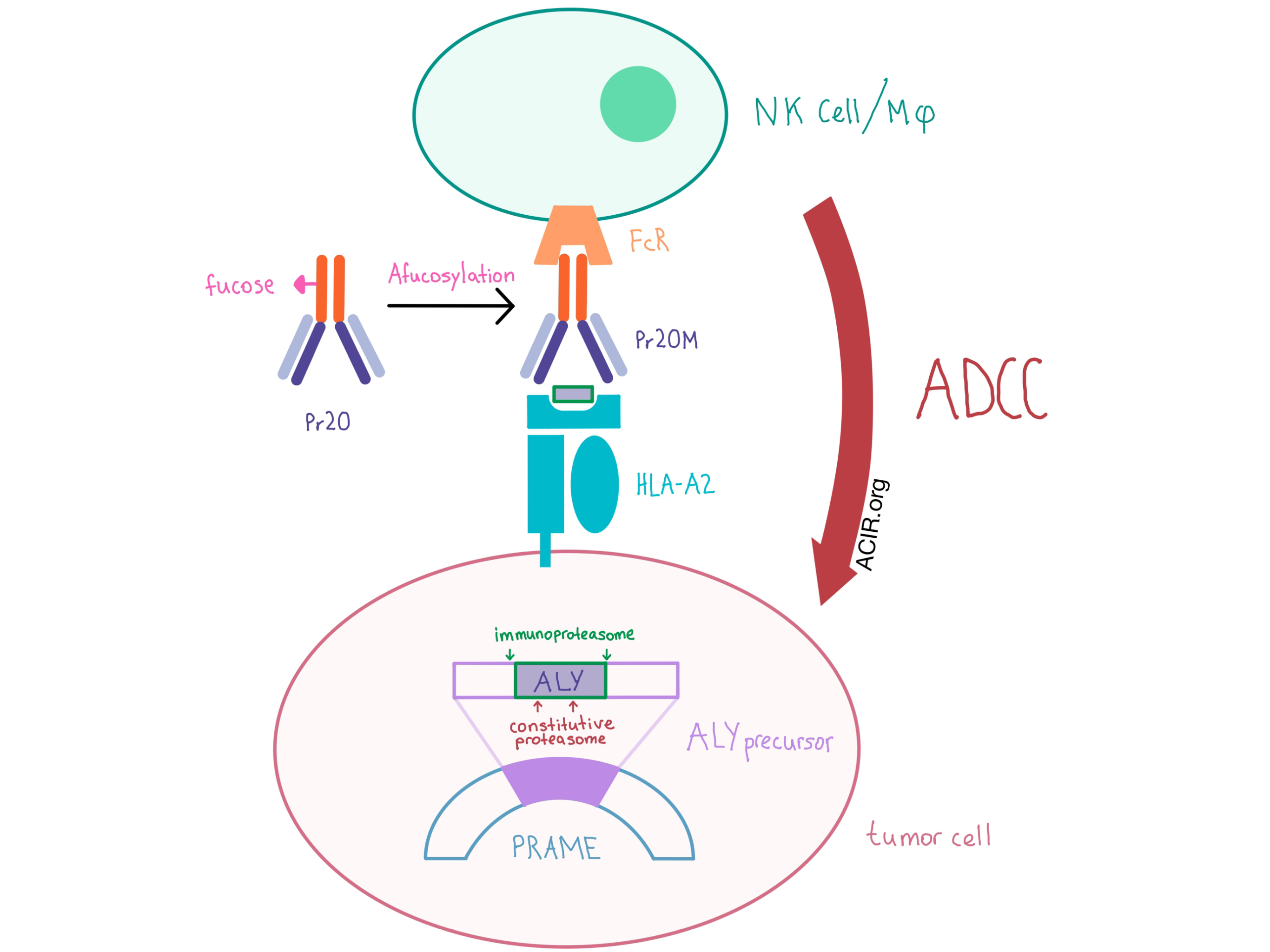 tcel receptor kinase