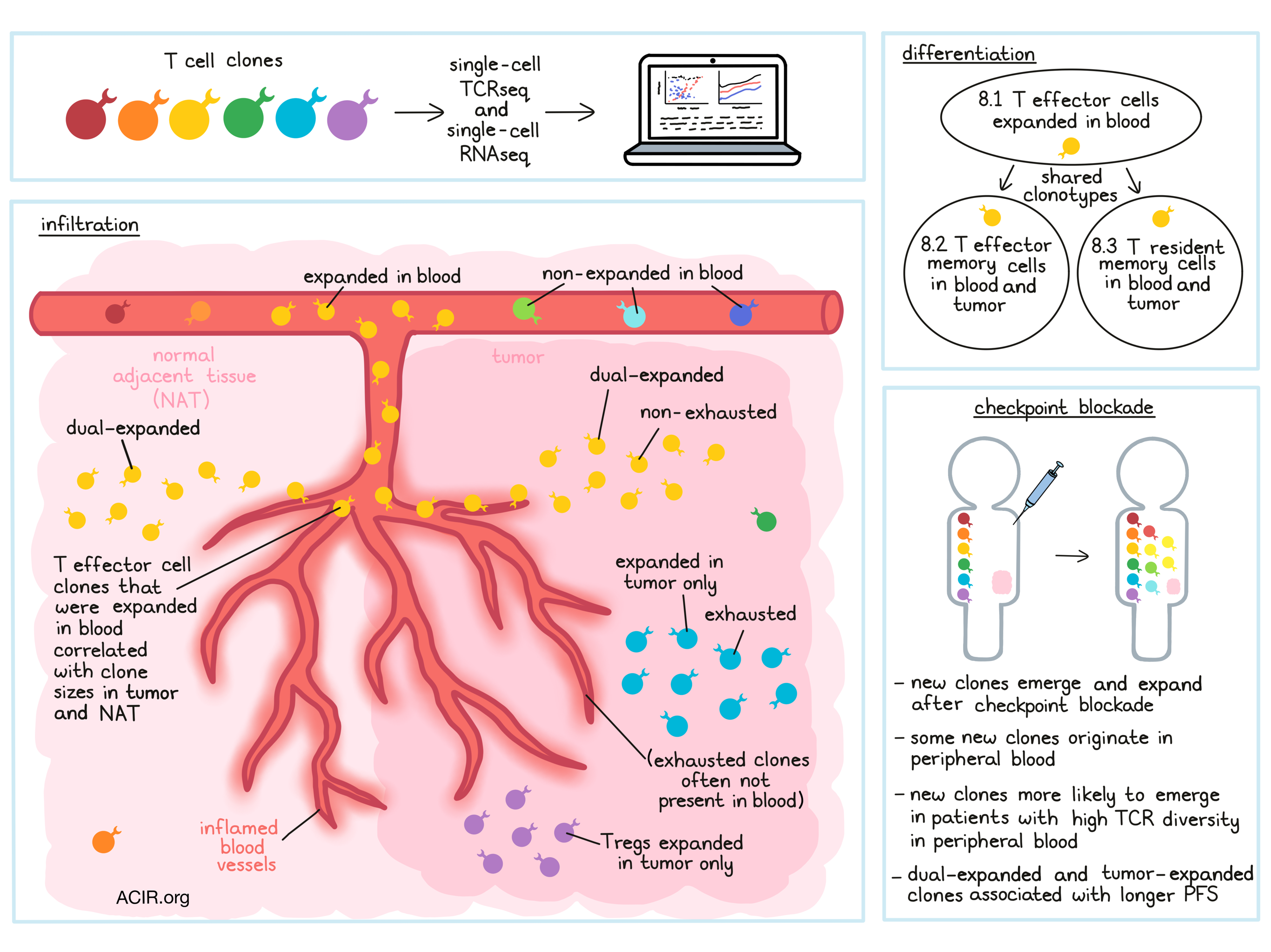 Wu et al. T Cells character. Citoscheletul. Cloncal Expansion t Cells timeline. Expansion vs Infiltration tumor.