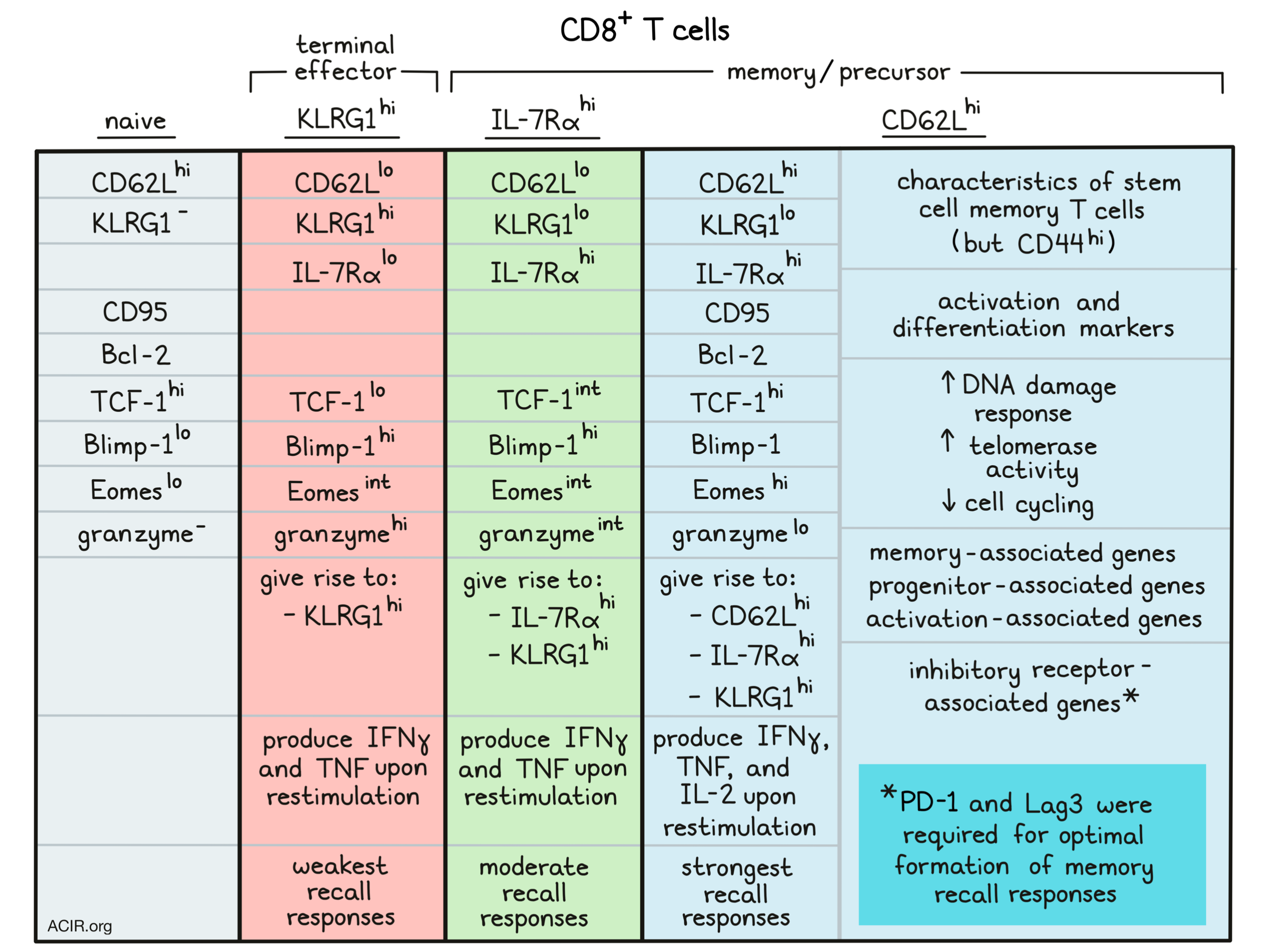 effector memory t cells marker