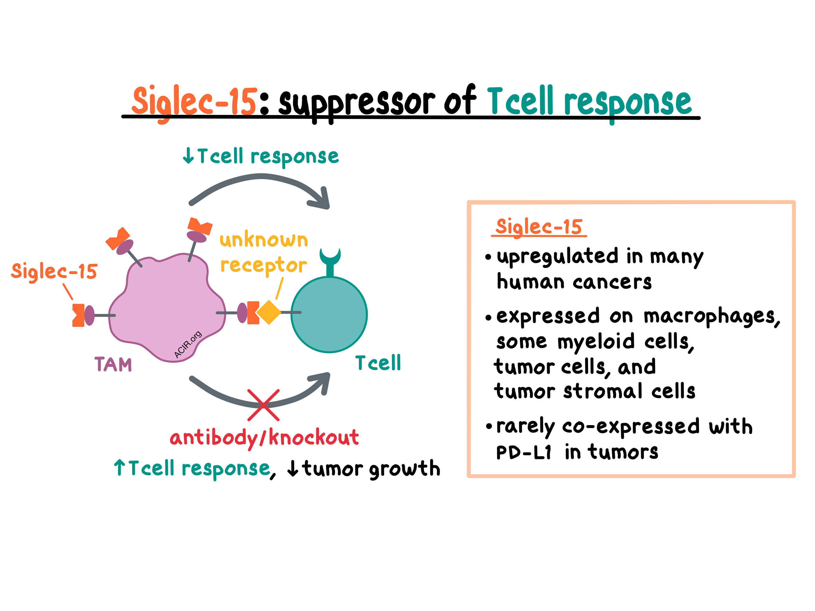 suppressor t cells