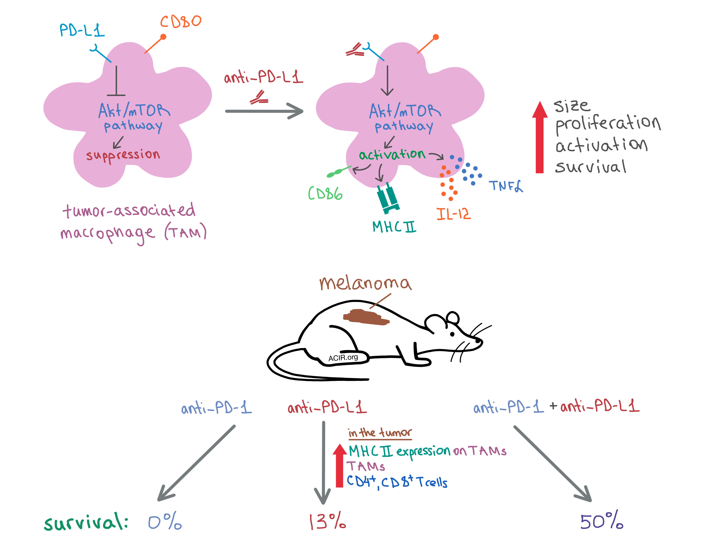 Anti-PD-L1 unleashes the power of the macrophage