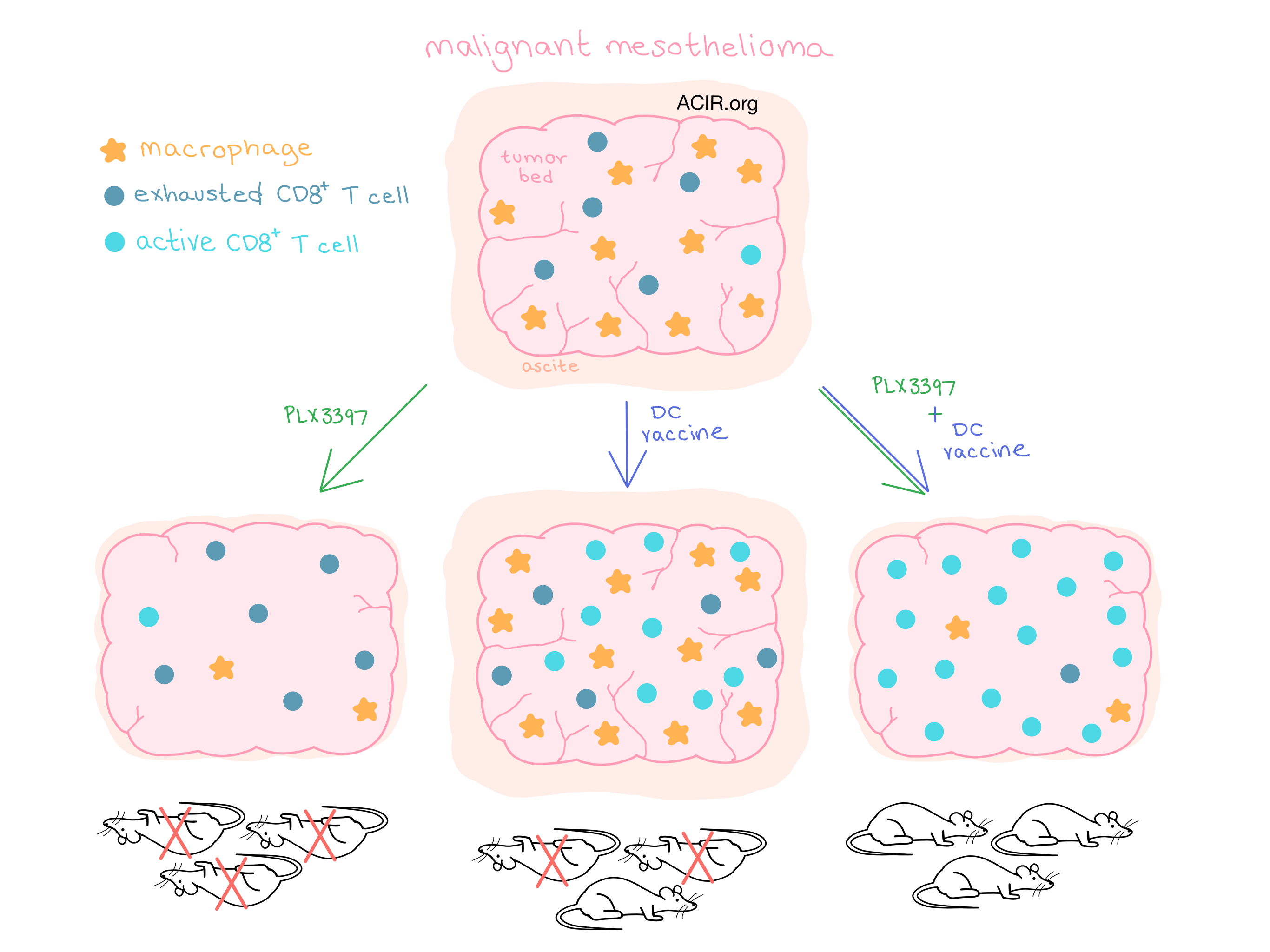 how long does it take to get pancreatic biopsy results