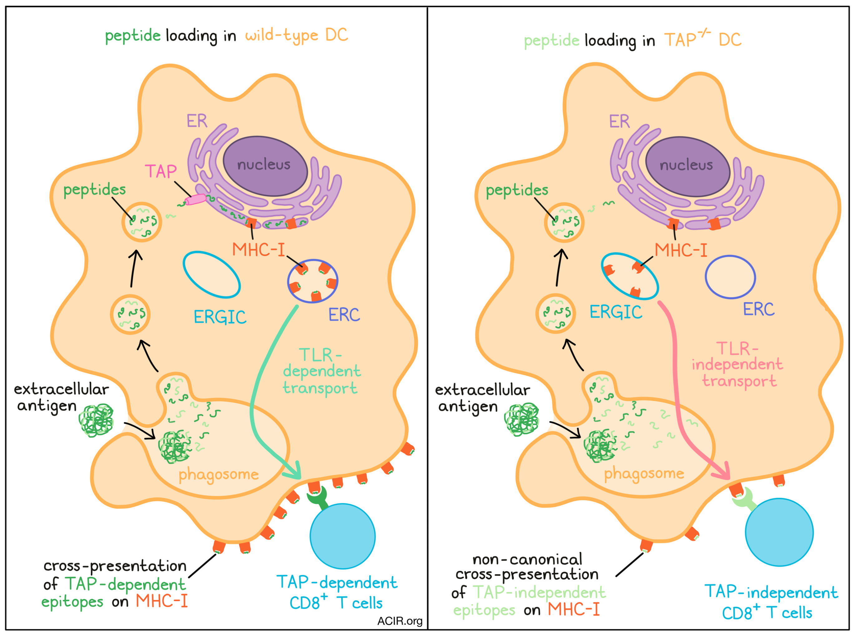 antigen processing and presentation pathways