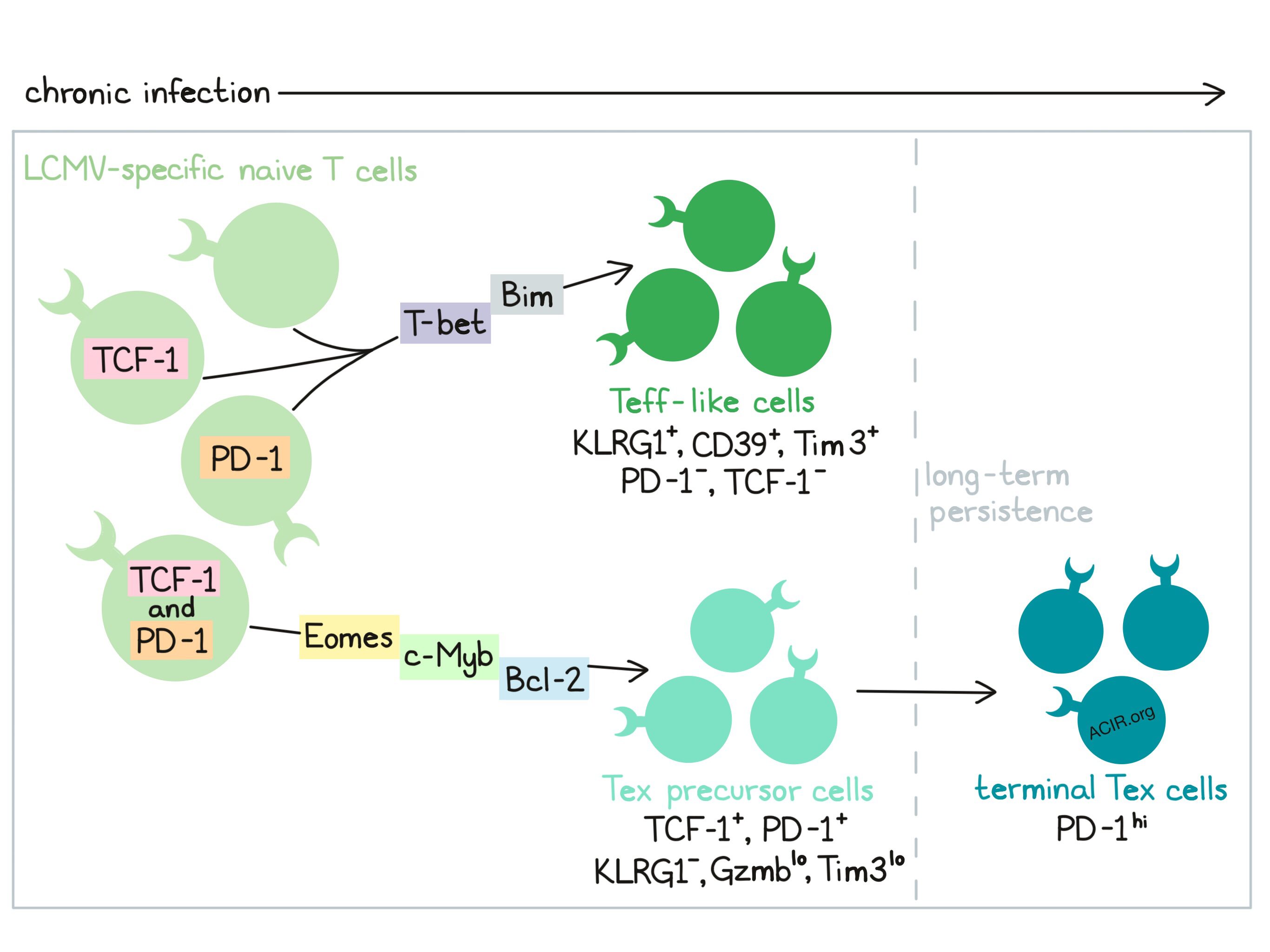 Effector Or Exhausted Tcf 1 Seals T Cell Fate