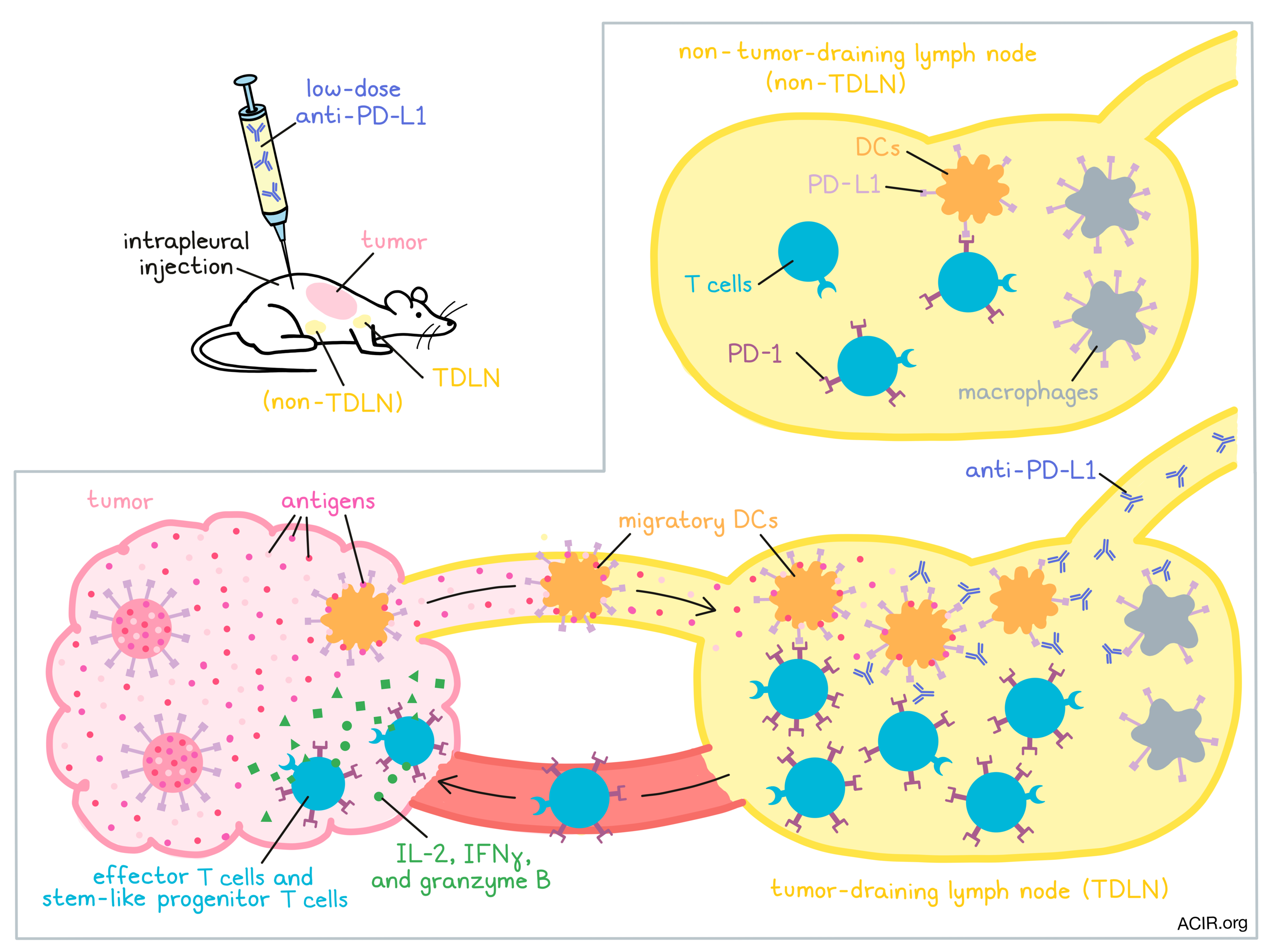 what is the survival rate for stage 4 melanoma