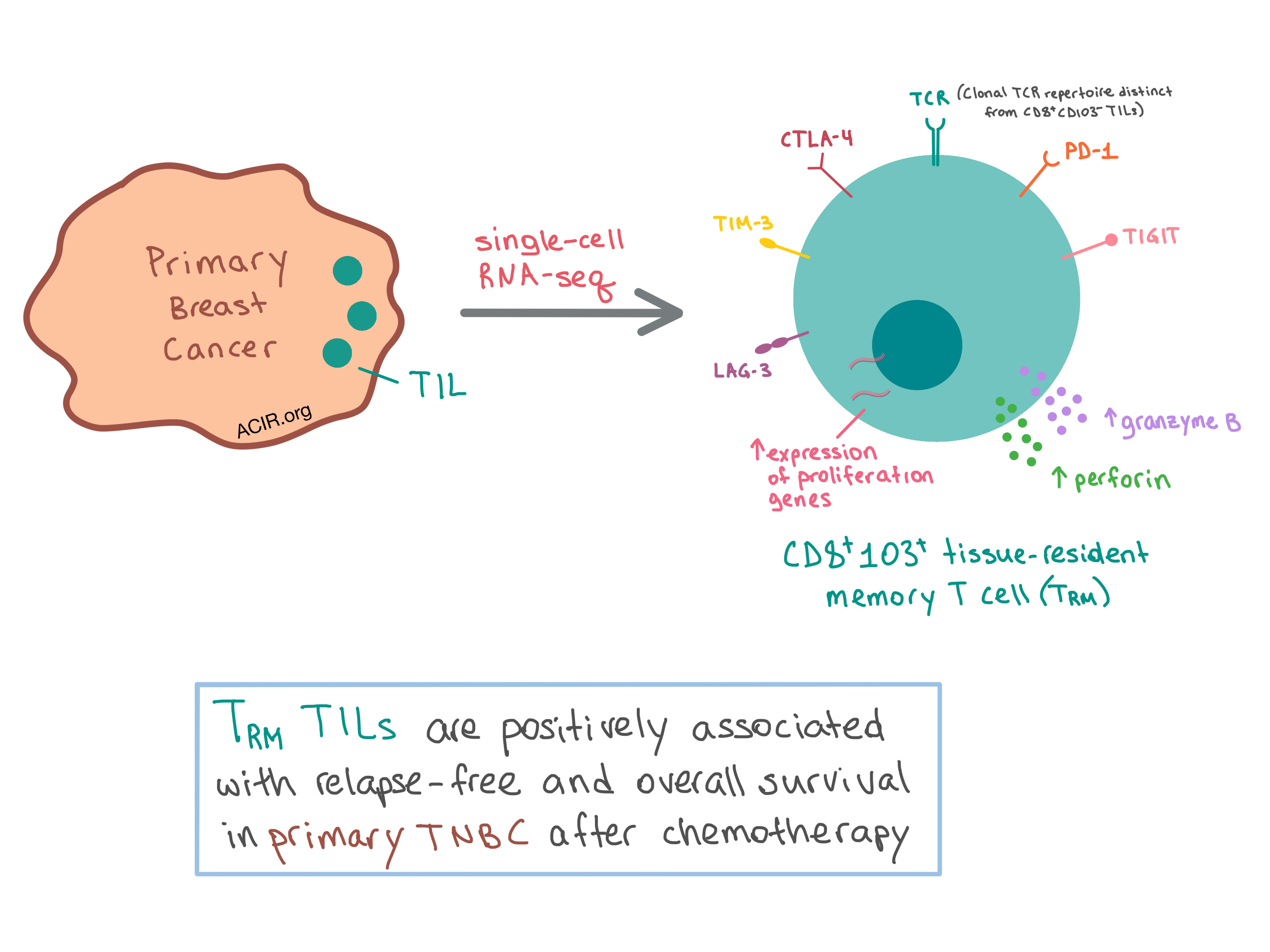 Sacituzumab Earns Regular FDA Approval for TNBC - NCI