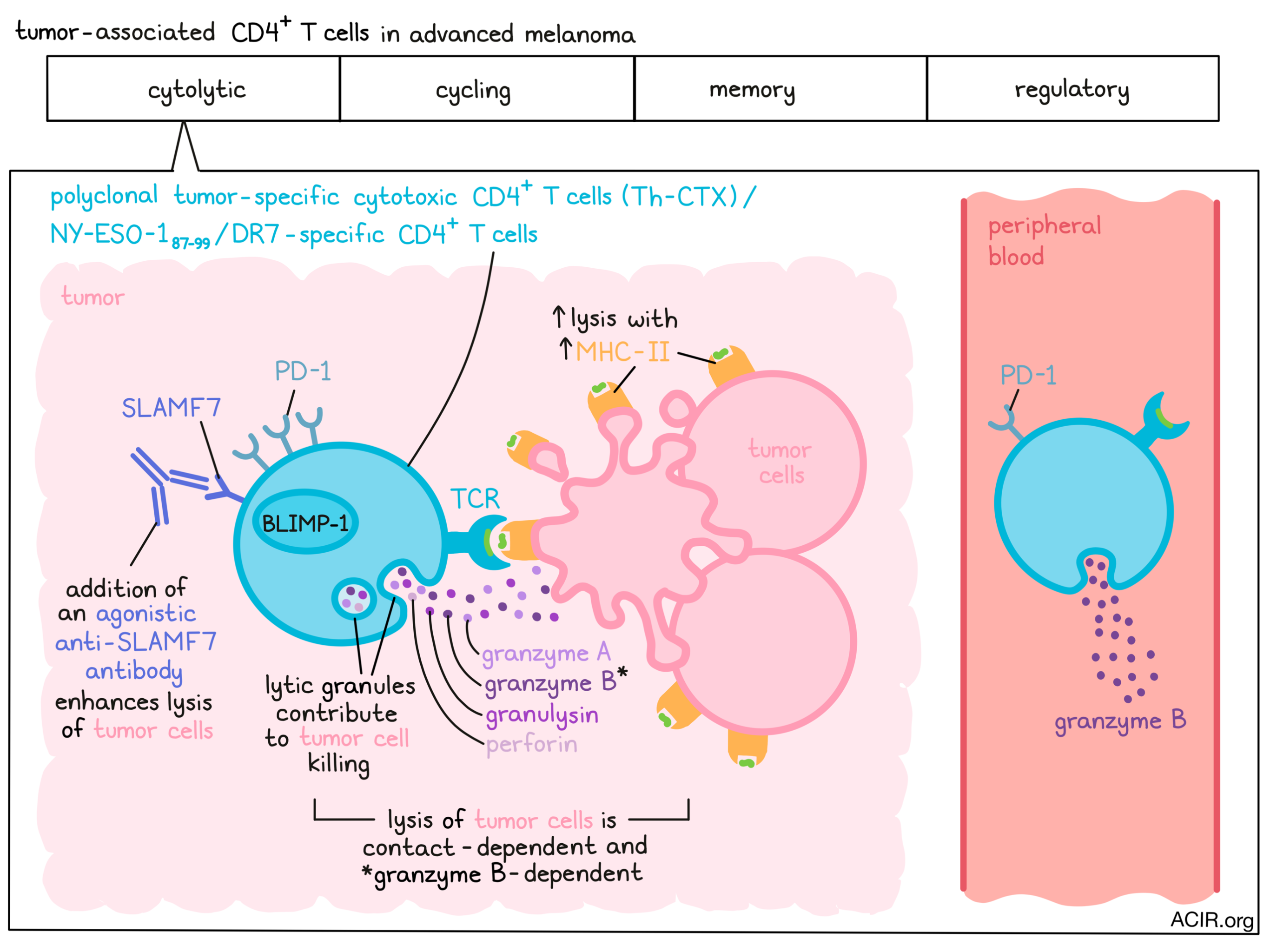 Defining Cd4 T Cells With A License To Kill