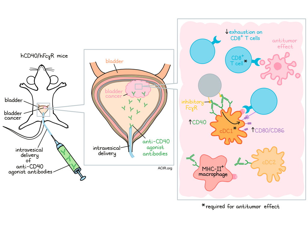 AntiCD40 agonist antibodies may be the way to go for bladder cancer