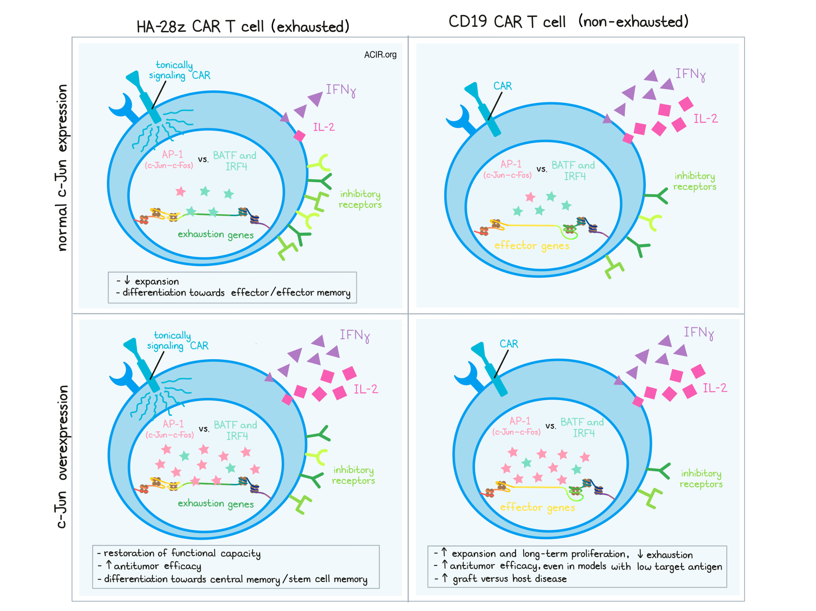 gene therapy in malignant mesothelioma