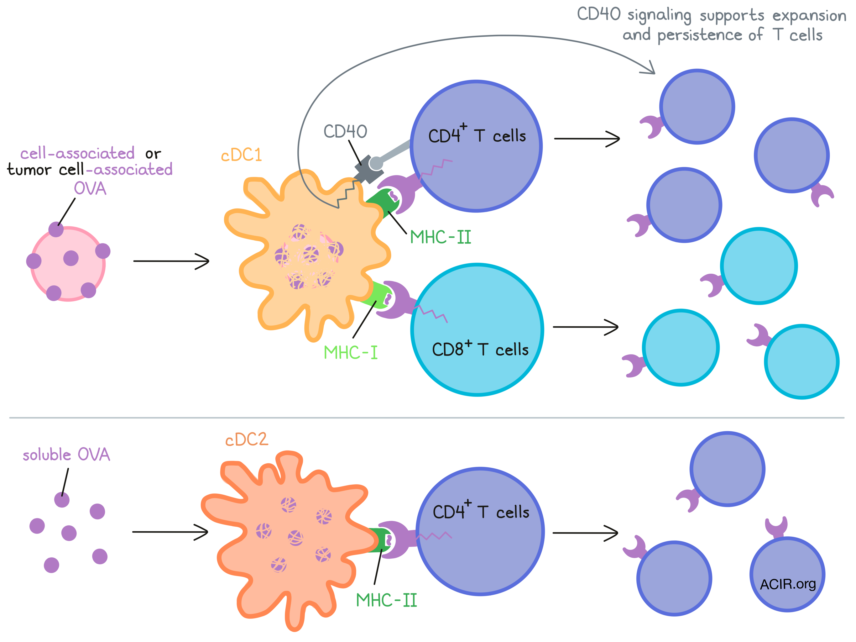 Клетки т 8. Cd8+ т-клетки. Cd4 cd8 клетки. Cd4 mhc2. Cd4+ cd8+клетки.