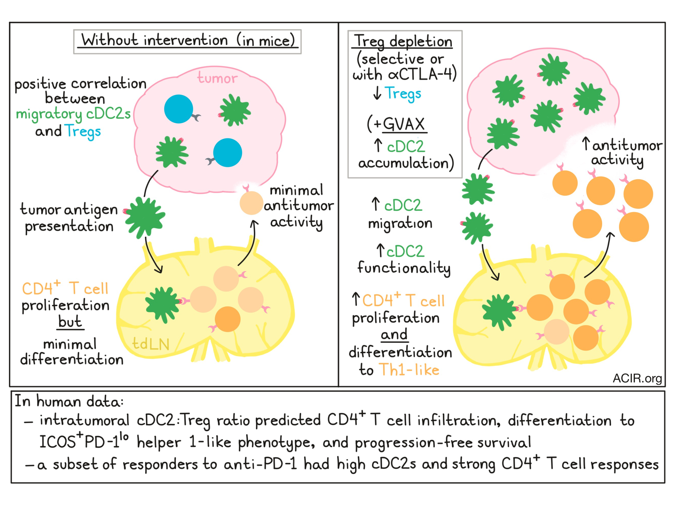 The Priming Power Of Cdc2s 4797