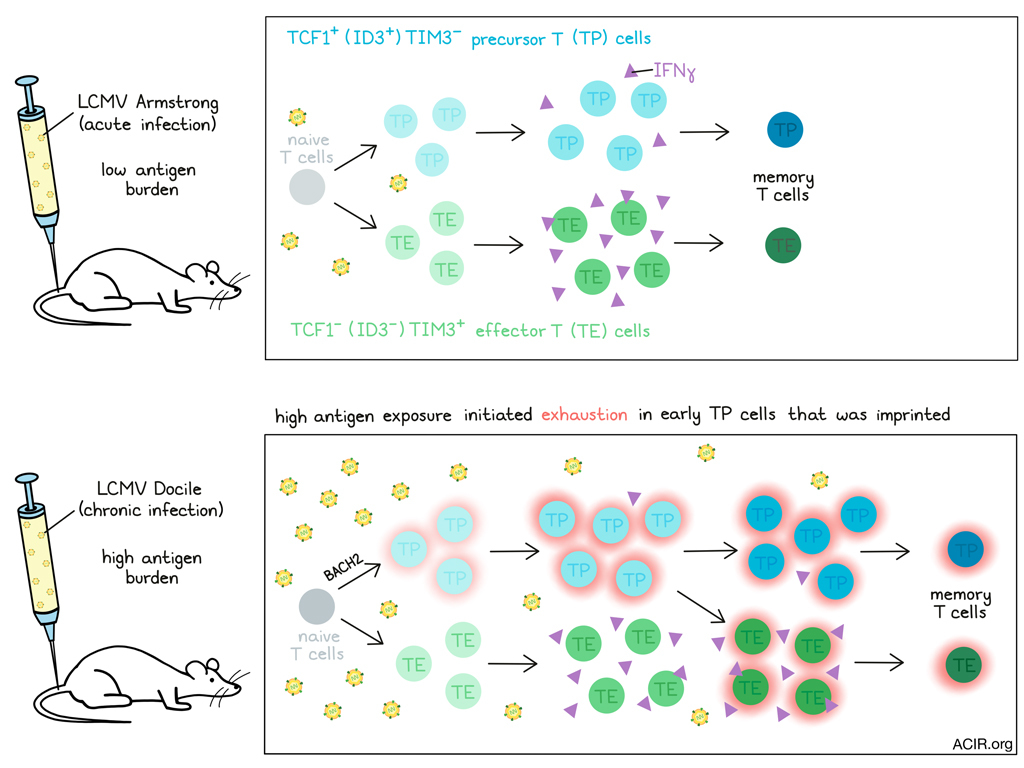 Early antigen exposure sets a predetermined path towards T cell exhaustion