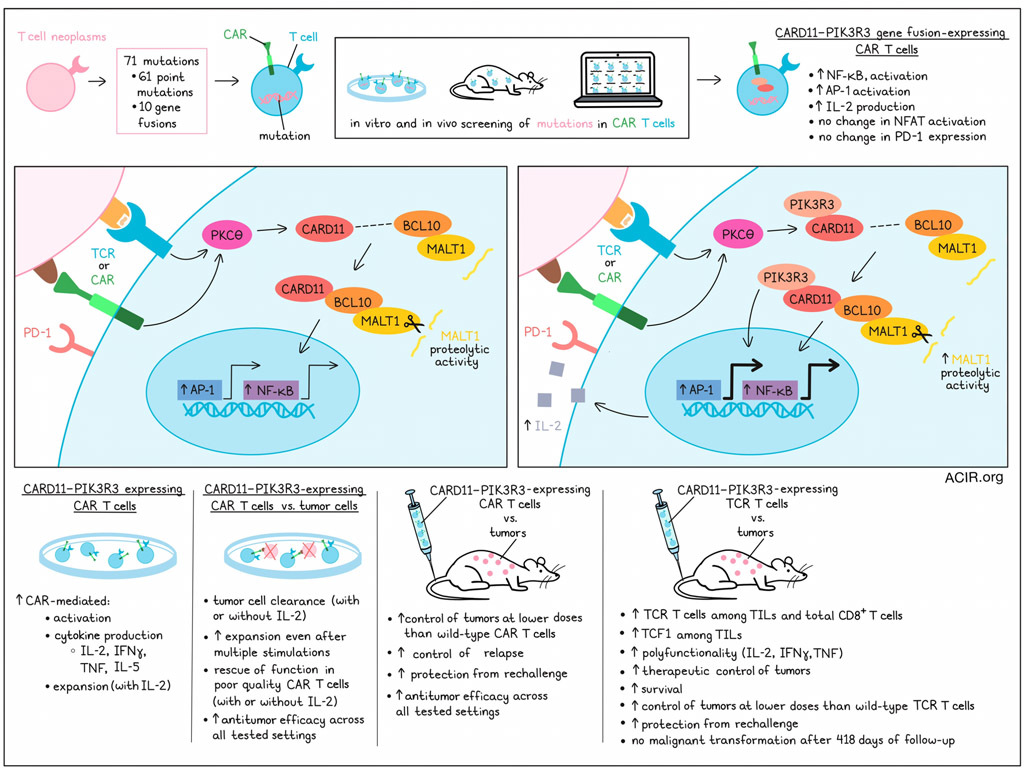 Taking tips from T cell cancers to improve T cell therapies