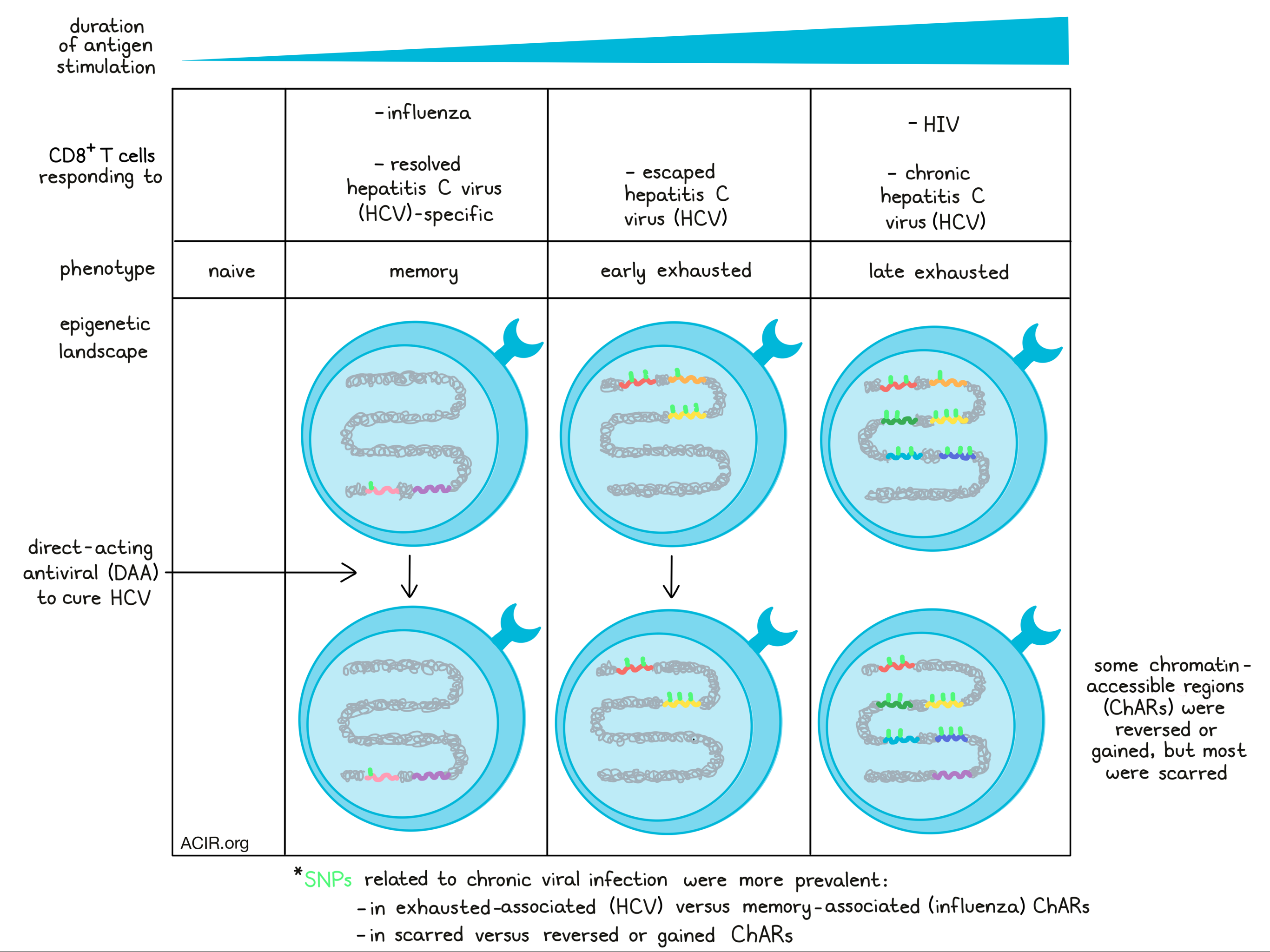 Transient rest restores functionality in exhausted CAR-T cells through  epigenetic remodeling