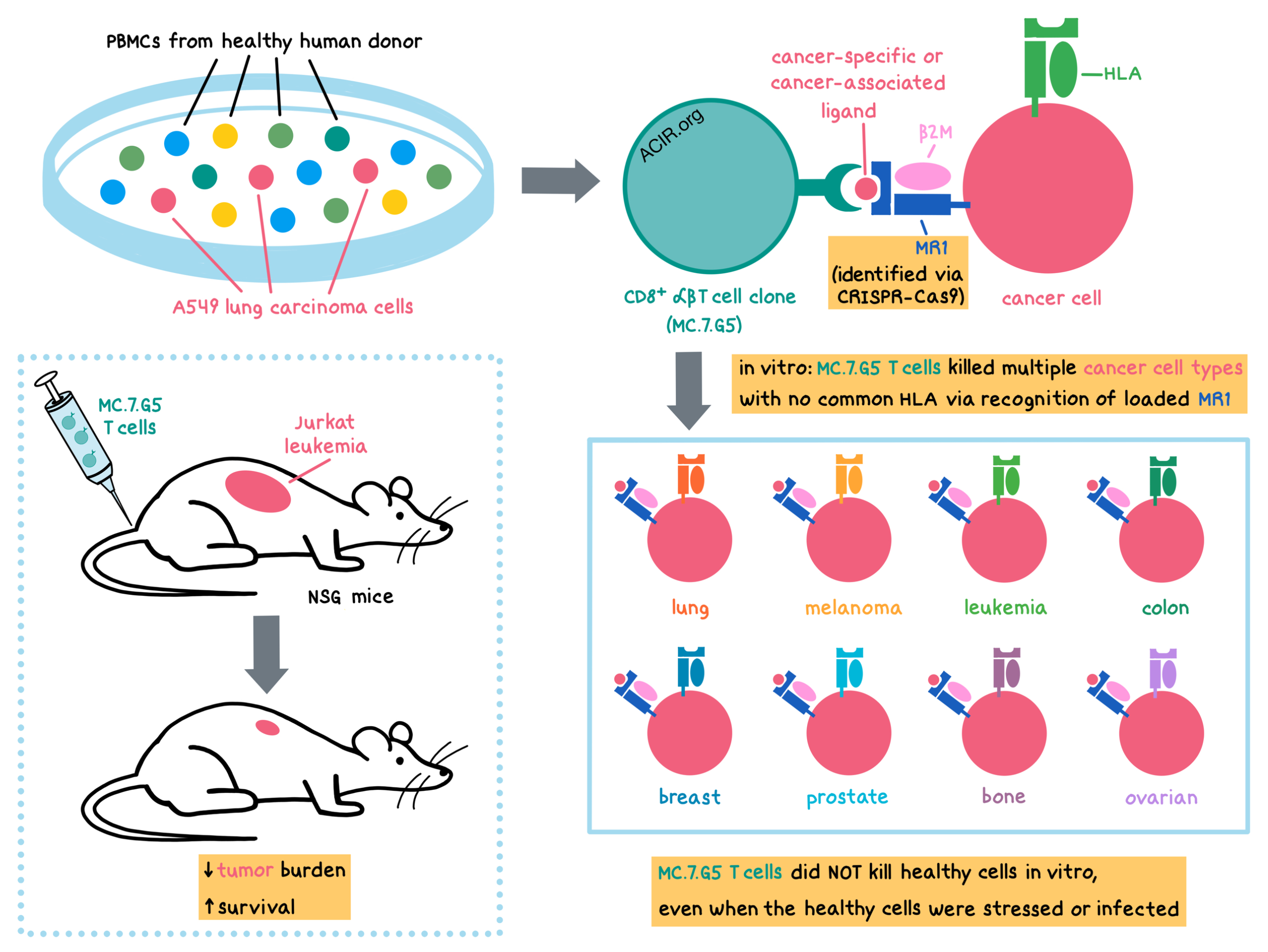 The Holy Grail Pan Cancer Targeting T Cells