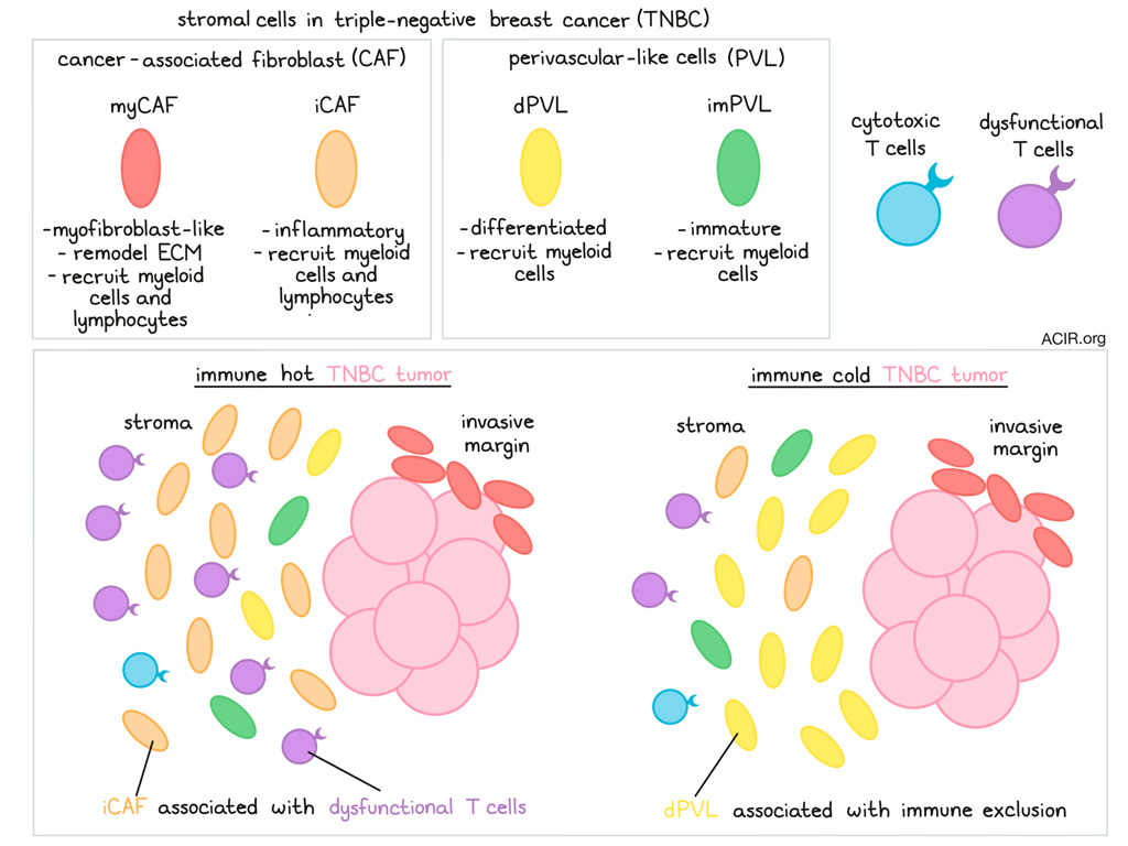 Illustration of the tumur microenvironment in triple-negative breast